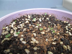 8日目ＳＥＶ付き