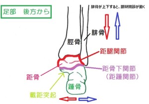 足部の関節の名称　後方より　腓骨の動き