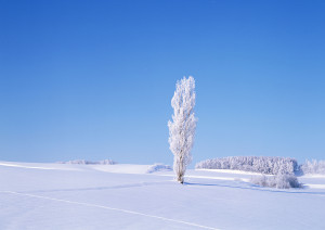 DC150_樹木雪景