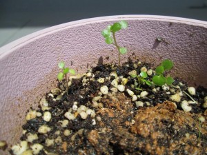 22日目SEVなし (2)