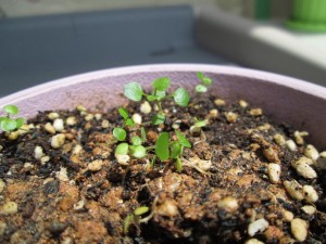 22日目 SEV付き (6)